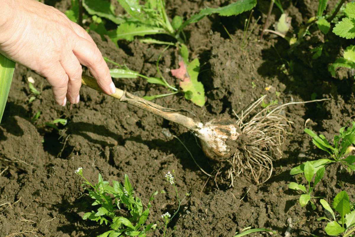 How to Harvest and Cure Garlic The Seed Collection